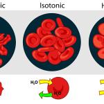 red blood cell functioning