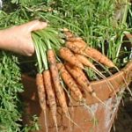 carrot in pot